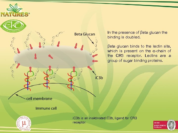 In the presence of βeta glucan the binding is doubled. βeta glucan binds to