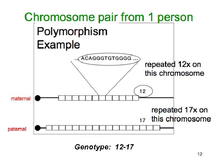 Genotype: 12 -17 12 