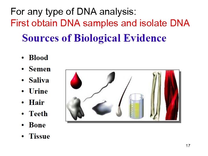 For any type of DNA analysis: First obtain DNA samples and isolate DNA 17