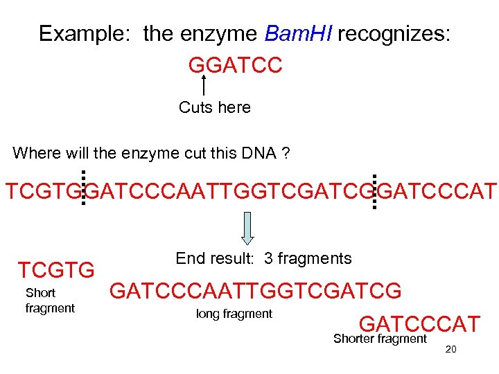 Example: the enzyme Bam. HI recognizes: GGATCC Cuts here Where will the enzyme cut