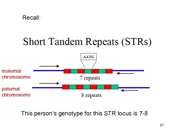 Recall: maternal chromosome paternal chromosome This person’s genotype for this STR locus is 7