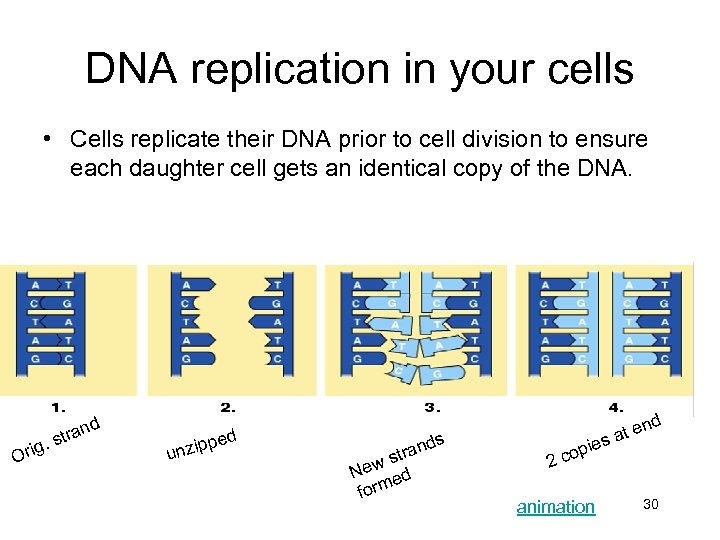 DNA replication in your cells • Cells replicate their DNA prior to cell division