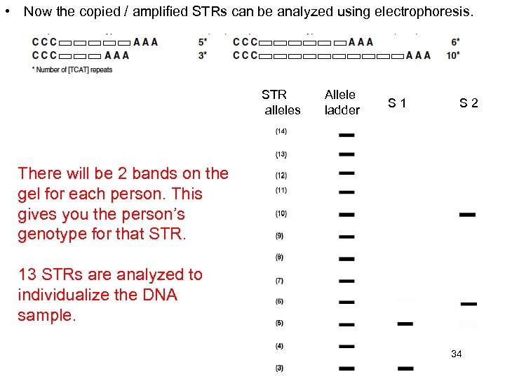  • Now the copied / amplified STRs can be analyzed using electrophoresis. STR