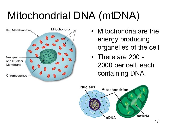Mitochondrial DNA (mt. DNA) • Mitochondria are the energy producing organelles of the cell