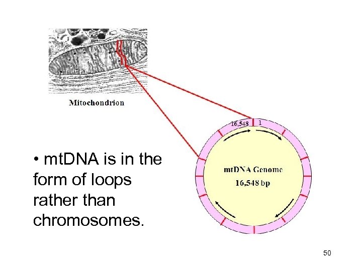  • mt. DNA is in the form of loops rather than chromosomes. 50