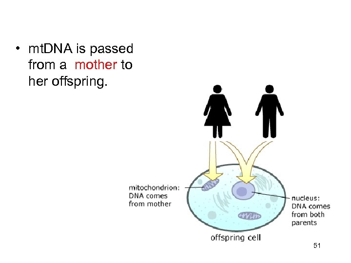  • mt. DNA is passed from a mother to her offspring. 51 