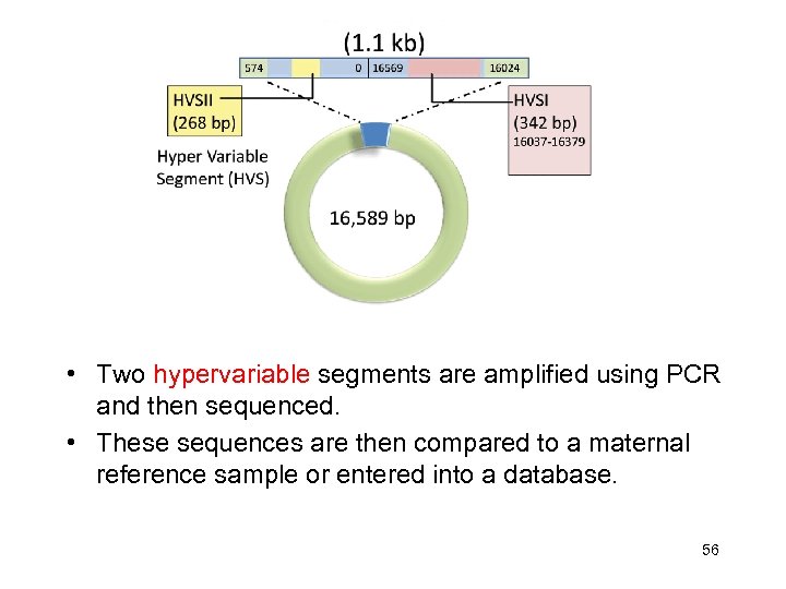  • Two hypervariable segments are amplified using PCR and then sequenced. • These