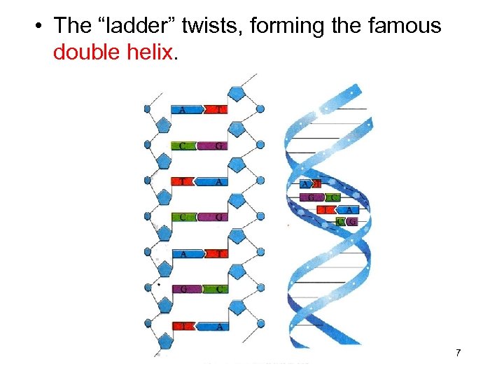  • The “ladder” twists, forming the famous double helix. 7 