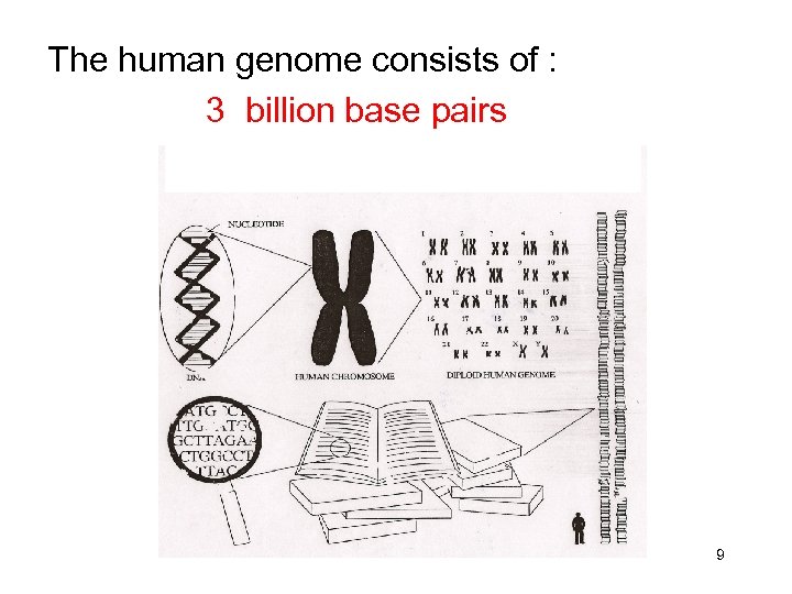 The human genome consists of : 3 billion base pairs 9 