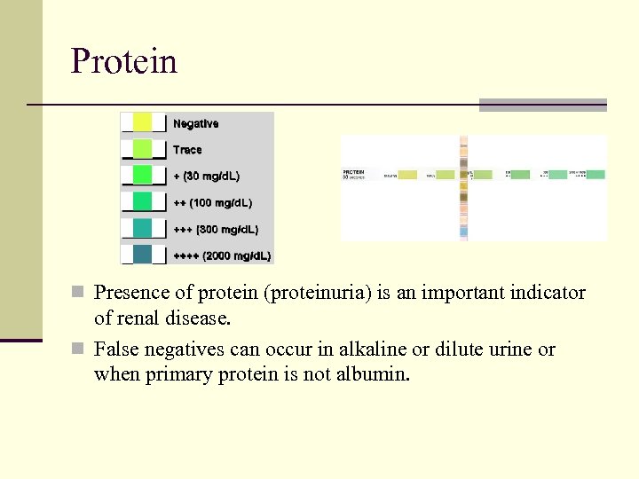 Protein n Presence of protein (proteinuria) is an important indicator of renal disease. n