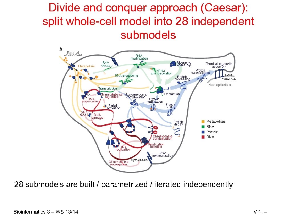 Divide and conquer approach (Caesar): split whole-cell model into 28 independent submodels 28 submodels