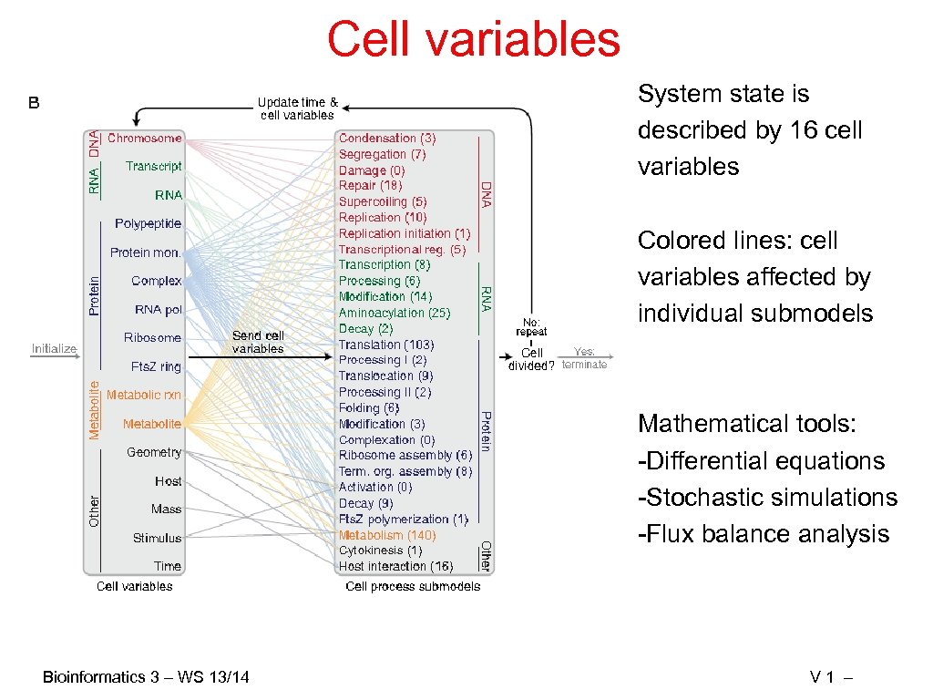 Cell variables System state is described by 16 cell variables Colored lines: cell variables