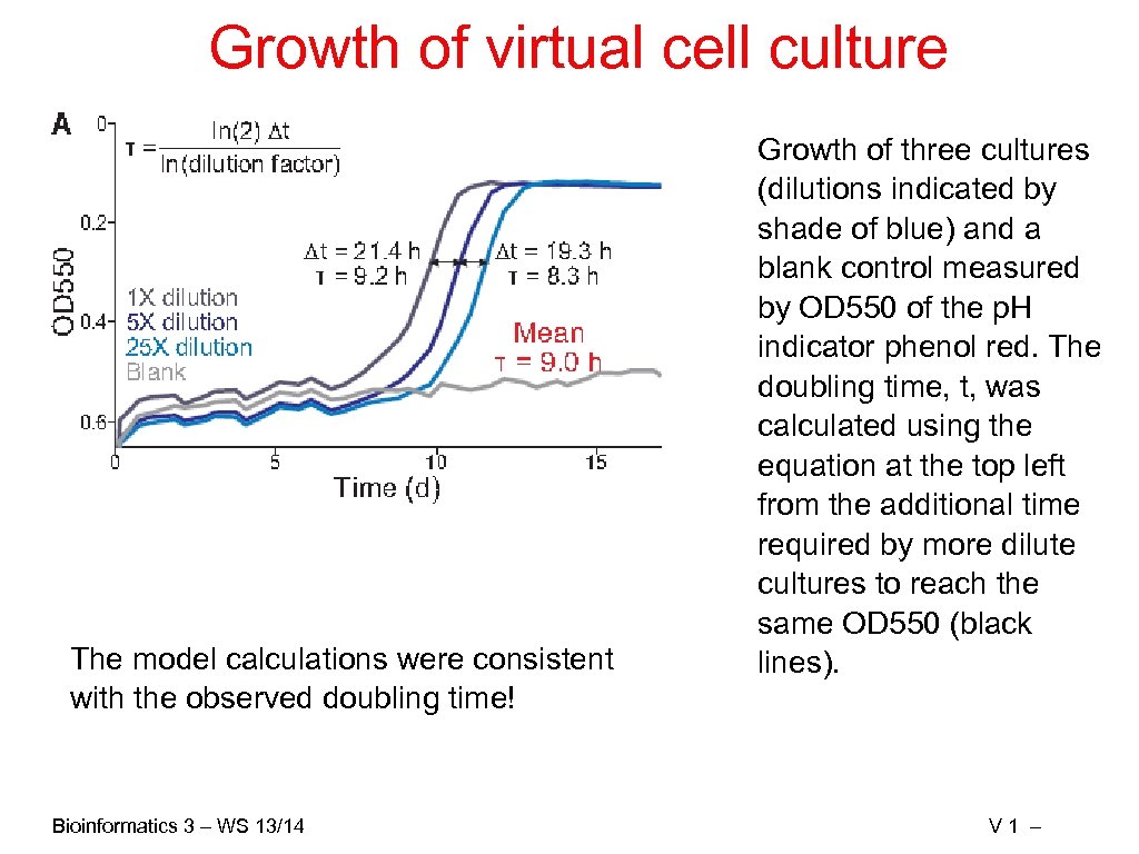 Growth of virtual cell culture The model calculations were consistent with the observed doubling