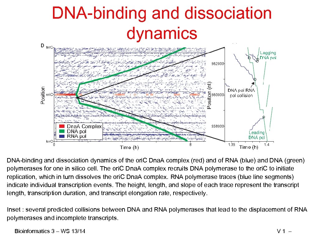 DNA-binding and dissociation dynamics of the ori. C Dna. A complex (red) and of