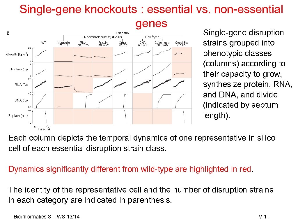 Single-gene knockouts : essential vs. non-essential genes Single-gene disruption strains grouped into phenotypic classes