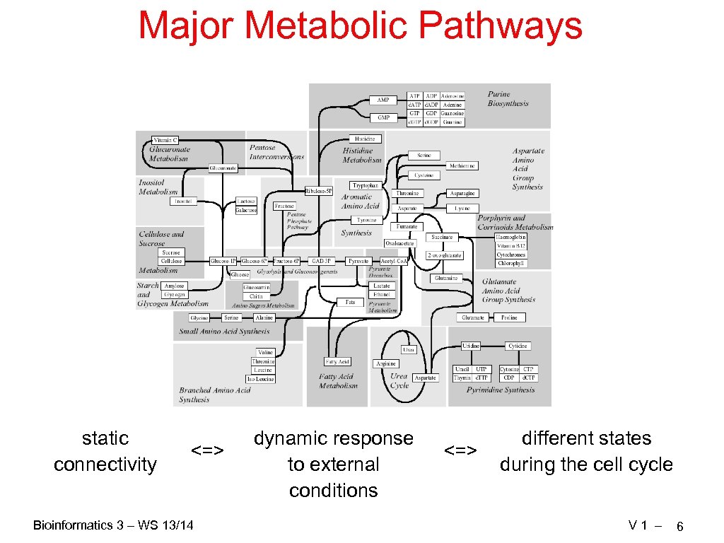 Major Metabolic Pathways static connectivity <=> Bioinformatics 3 – WS 13/14 dynamic response to