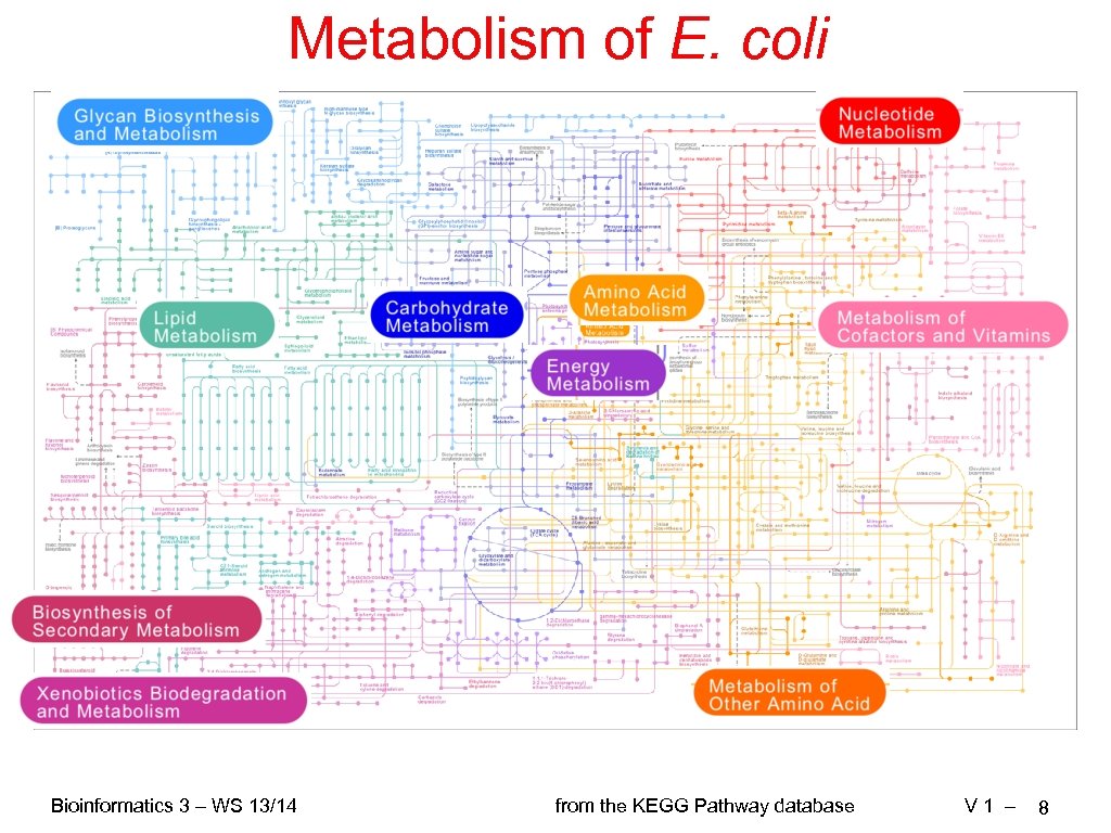 Metabolism of E. coli Bioinformatics 3 – WS 13/14 from the KEGG Pathway database