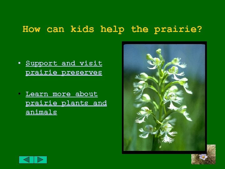 How can kids help the prairie? • Support and visit prairie preserves • Learn