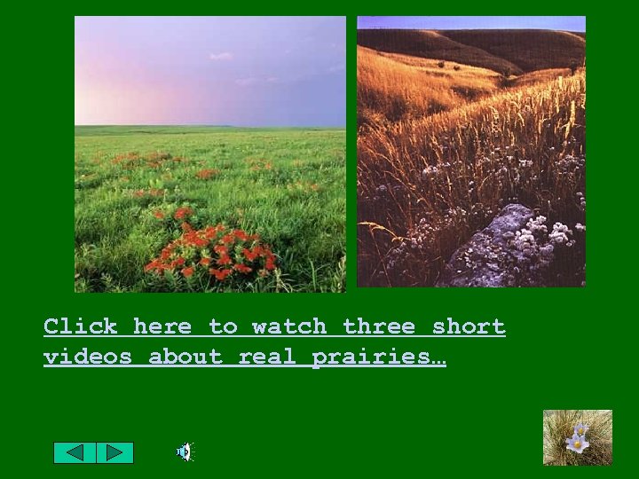 Click here to watch three short videos about real prairies… 