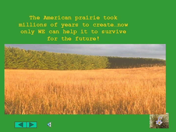 The American prairie took millions of years to create…now only WE can help it