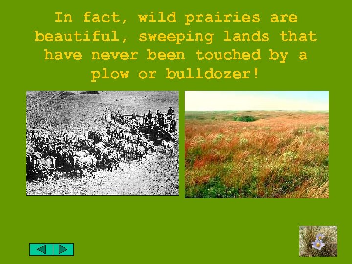 In fact, wild prairies are beautiful, sweeping lands that have never been touched by