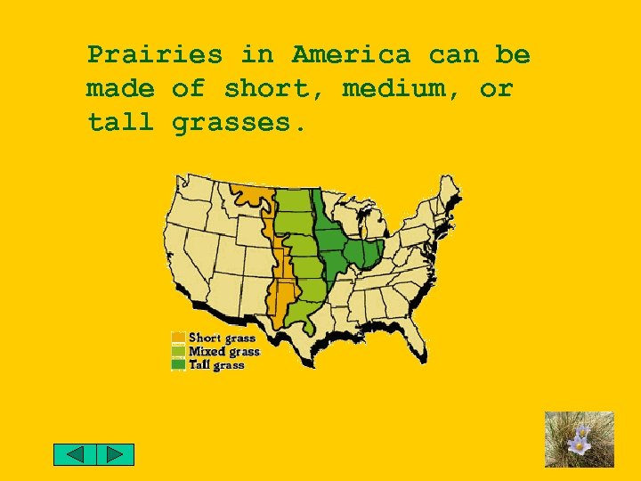 Prairies in America can be made of short, medium, or tall grasses. 