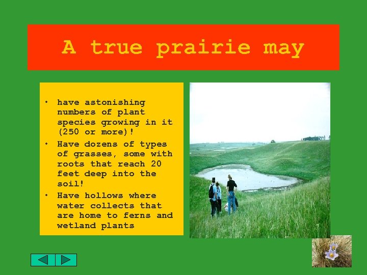 A true prairie may • have astonishing numbers of plant species growing in it