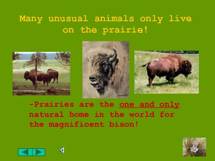 Many unusual animals only live on the prairie! -Prairies are the one and only