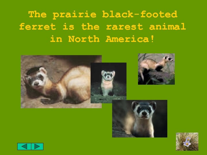 The prairie black-footed ferret is the rarest animal in North America! 