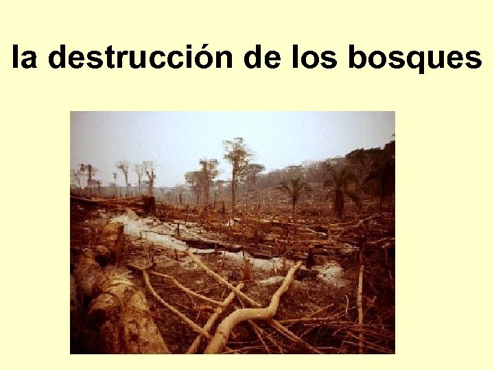 la destrucción de los bosques 