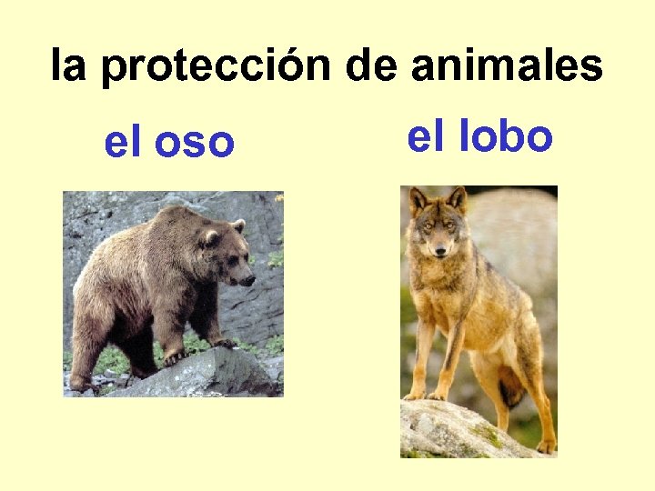 la protección de animales el oso el lobo 