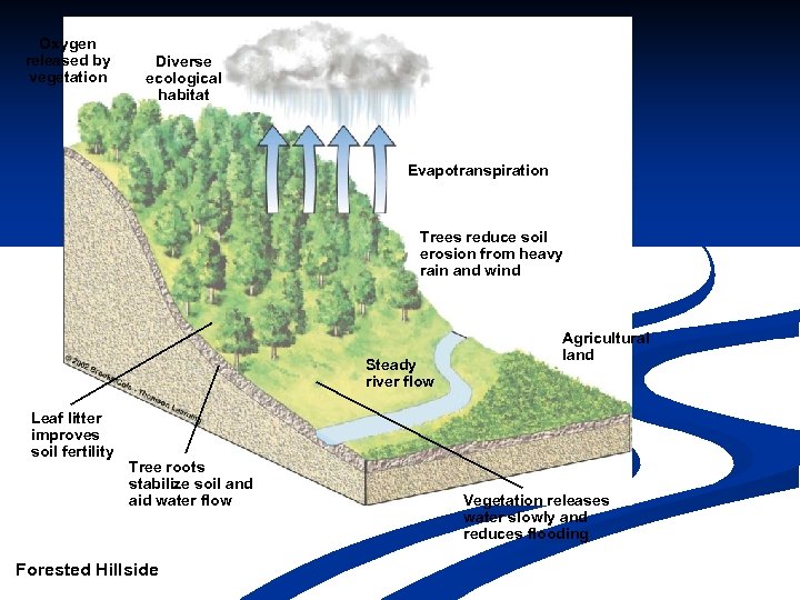 Oxygen released by vegetation Diverse ecological habitat Evapotranspiration Trees reduce soil erosion from heavy