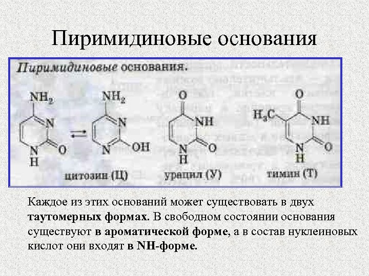 Пиримидиновые основания Каждое из этих оснований может существовать в двух таутомерных формах. В свободном