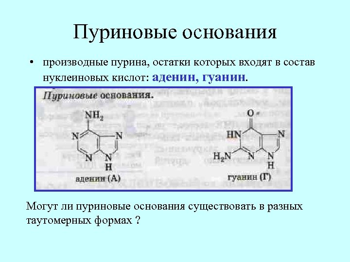 Пуриновые основания • производные пурина, остатки которых входят в состав нуклеиновых кислот: аденин, гуанин.