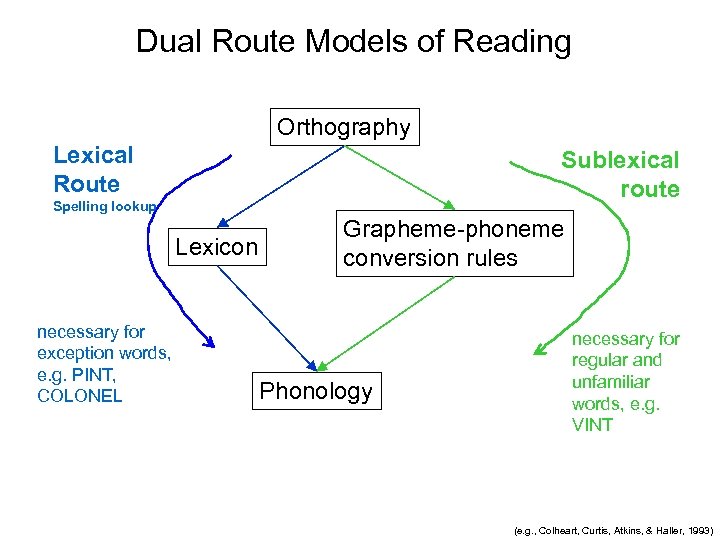 Dual Route Models of Reading Orthography Lexical Route Sublexical route Spelling lookup Lexicon necessary