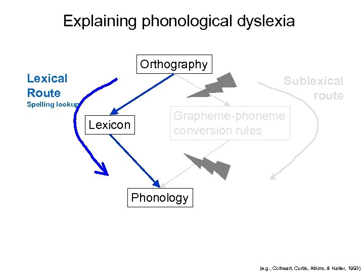 Explaining phonological dyslexia Orthography Lexical Route Sublexical route Spelling lookup Lexicon Grapheme-phoneme conversion rules
