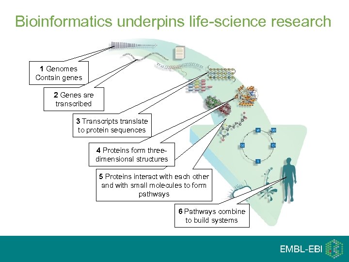 Bioinformatics underpins life-science research 1 Genomes Contain genes 2 Genes are transcribed 3 Transcripts