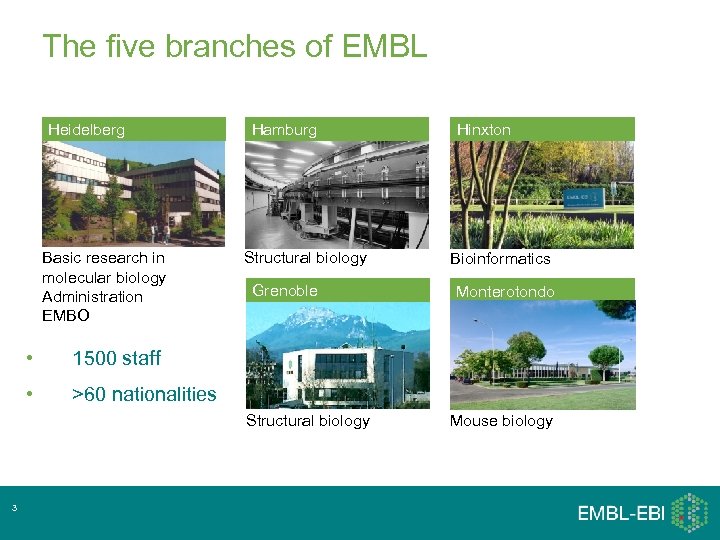 The five branches of EMBL Heidelberg Basic research in molecular biology Administration EMBO •