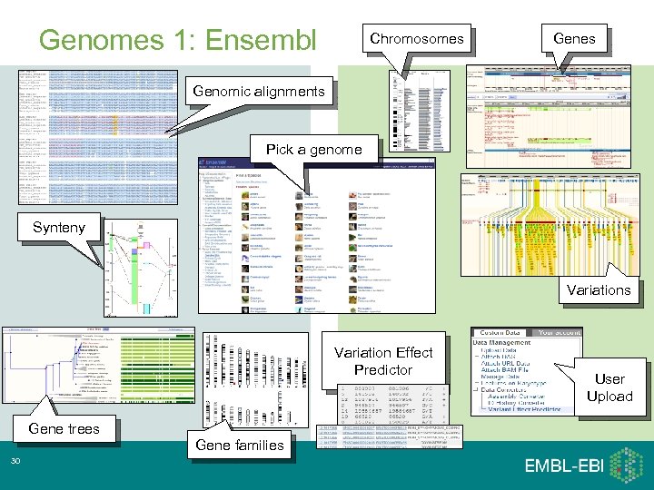 Genomes 1: Ensembl Chromosomes Genomic alignments Pick a genome Synteny Variations Variation Effect Predictor