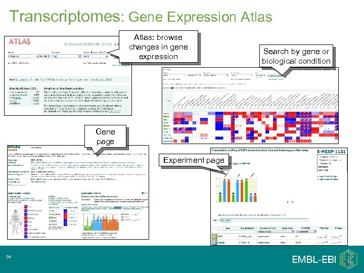 Transcriptomes: Gene Expression Atlas: browse changes in gene expression Gene page Experiment page 34