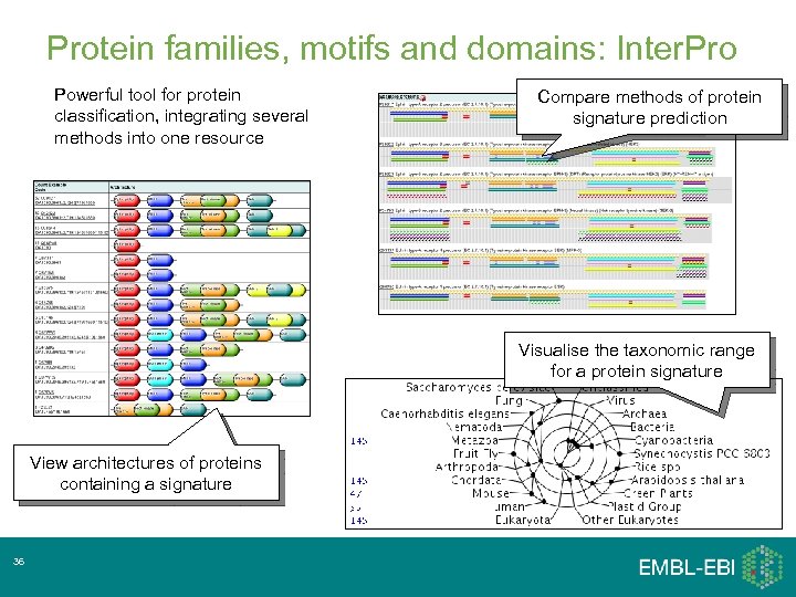 Protein families, motifs and domains: Inter. Pro Powerful tool for protein classification, integrating several
