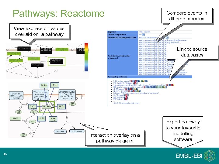 Pathways: Reactome Compare events in different species View expression values overlaid on a pathway