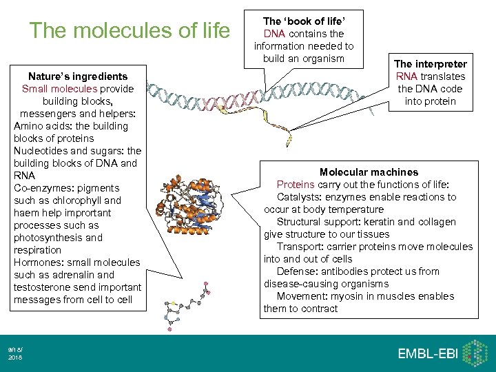 The molecules of life Nature’s ingredients Small molecules provide building blocks, messengers and helpers: