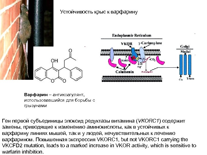 Устойчивость крыс к варфарину Варфарин – антикоагулянт, использовавшийся для борьбы с грызунами Ген первой