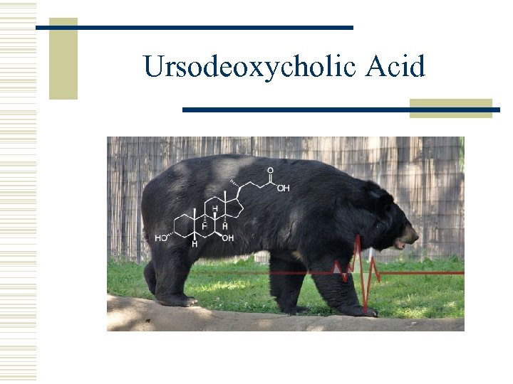 Ursodeoxycholic Acid 