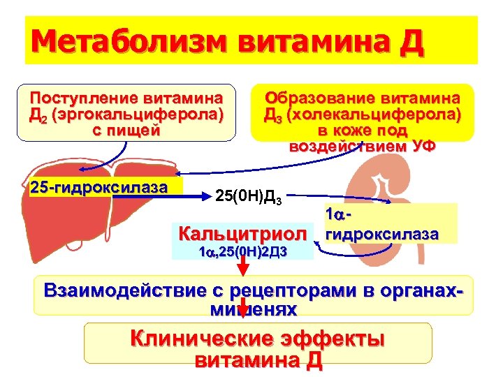 Обмен витамина д в организме схема