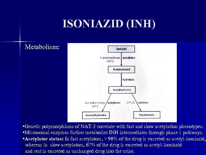 ISONIAZID (INH) Metabolism: • Genetic polymorphisms of NAT-2 correlate with fast and slow acetylation