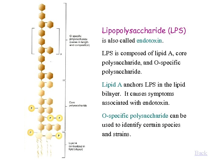Lipopolysaccharide (LPS) is also called endotoxin. LPS is composed of lipid A, core polysaccharide,
