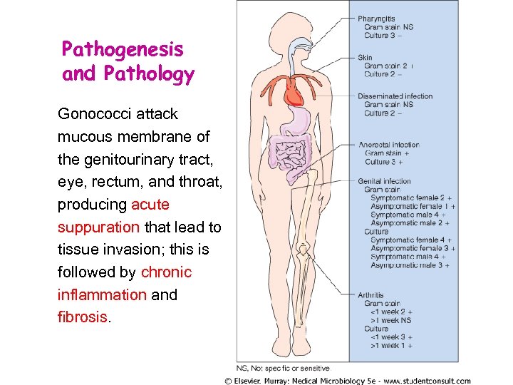 Pathogenesis and Pathology Gonococci attack mucous membrane of the genitourinary tract, eye, rectum, and