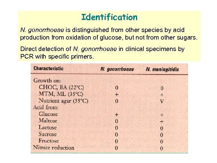 Identification N. gonorrhoeae is distinguished from other species by acid production from oxidation of